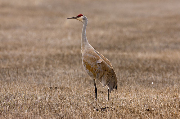 Sandhill Crane (Grus canadensis)
