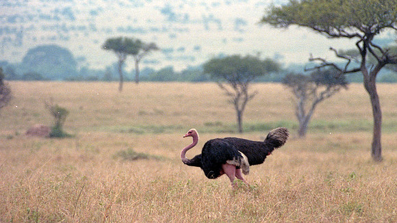 1988 Africa Ostrich img379