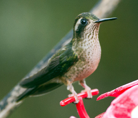 Speckled Hummingbird (Adelomyia melanogenys)