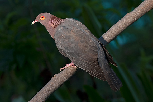 Scaly-naped Pigeon (Patagioenas squamosa)