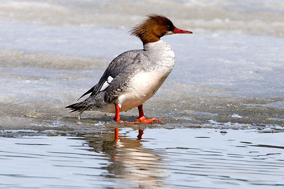 Common Merganser or Goosander (Mergus merganser) Hen