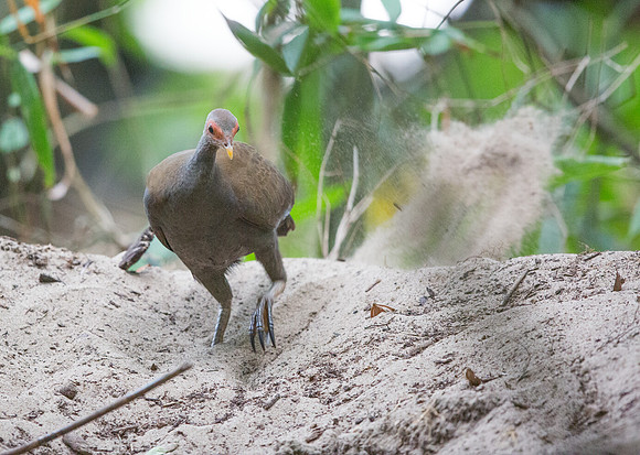 Philippine megapode (Megapodius cumingii)