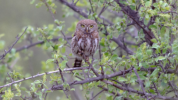 Pearl-spotted Owlet (Glaucidium perlatum)