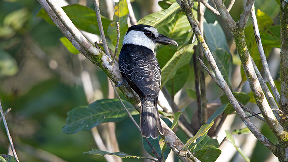 White-necked Puffbird (Notharchus hyperrhynchus)