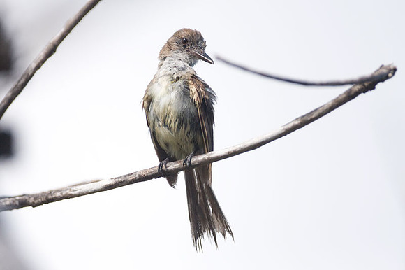 Brown-crested Flycatcher (Myiarchus tyrannulus)