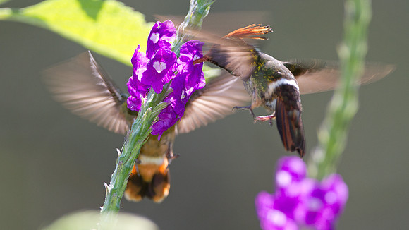 Rufous-Crested Coquette (Lophornis delattrei)