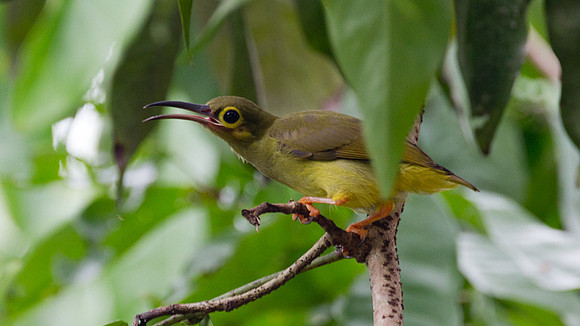Spectacled Spiderhunter (Arachnothera flavigaster)