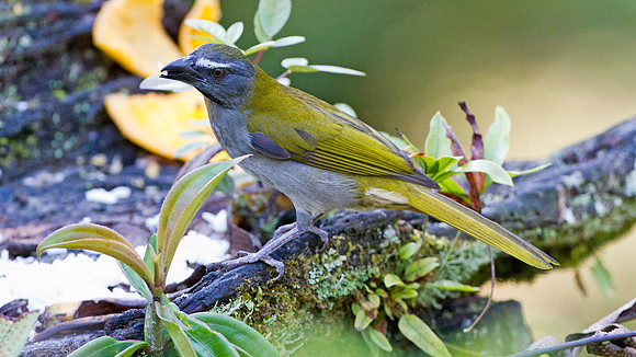 Buff-throated Saltator (Saltator maximus)