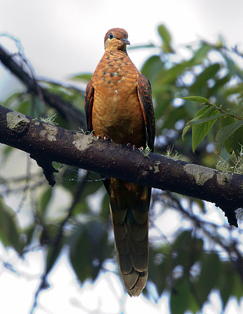 Ruddy cuckoo-dove (Macropygia emiliana)