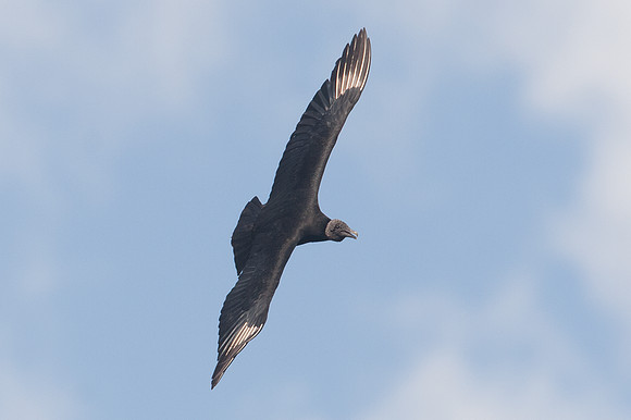 Black Vulture (Coragyps atratus) also known as American Black Vulture