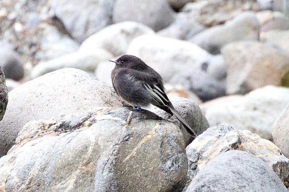 Black Phoebe (Sayornis nigricans)