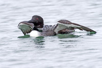 Great Northern Loon (Gavia immer) also known as Common Loon or Great Northern Diver