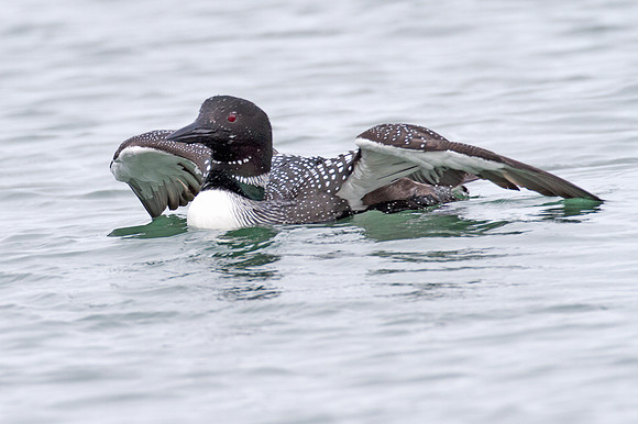 Great Northern Loon (Gavia immer) also known as Common Loon or Great Northern Diver