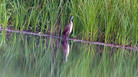 Sungrebe (Heliornis fulica)