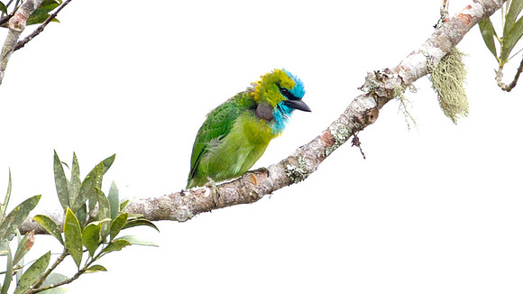 Golden-naped Barbet (Megalaima pulcherrima)