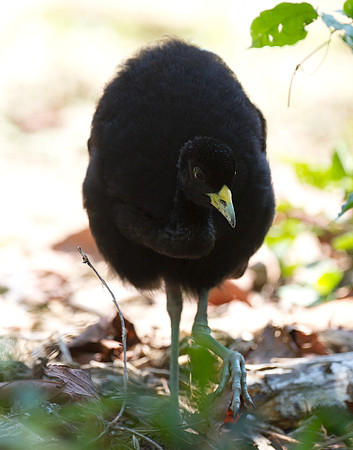 Pale-winged Trumpeter (Psophia leucoptera)