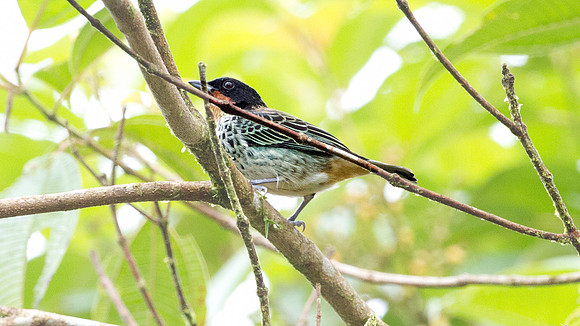 Rufous-throated Tanager (Tangara rufigula)