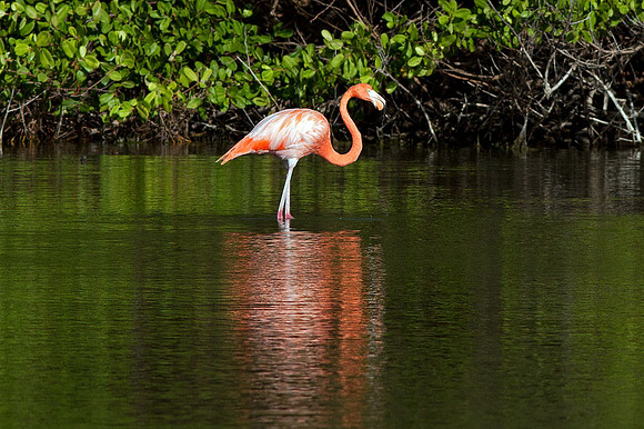 Greater Flamingo (Phoenicopterus roseus)
