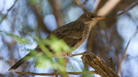 Pearly-eyed Thrasher (Margarops fuscatus)