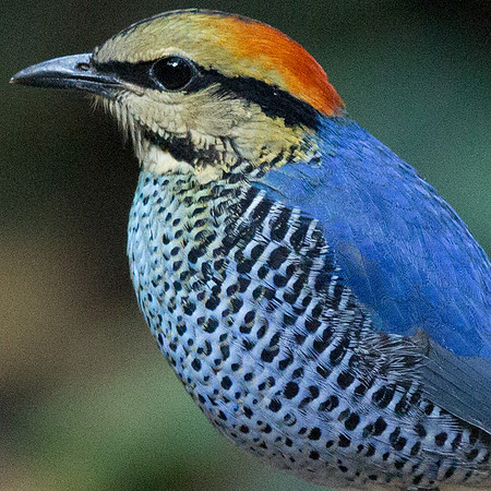 Blue pitta (Hydrornis cyaneus) Male
