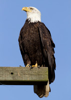 Bald Eagle (Haliaeetus leucocephalus)