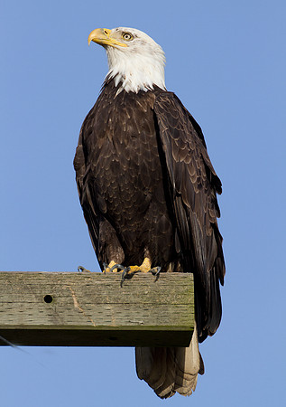 Bald Eagle (Haliaeetus leucocephalus)