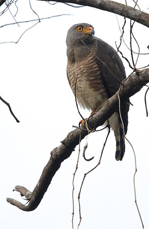 Roadside hawk (Rupornis magnirostris)