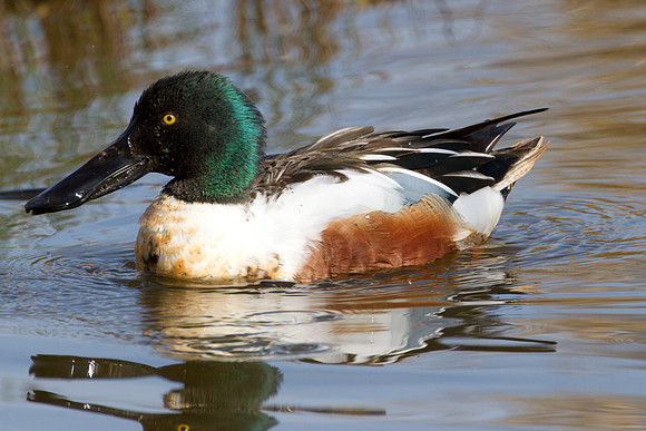 Northern Shoveler (Anas clypeata)