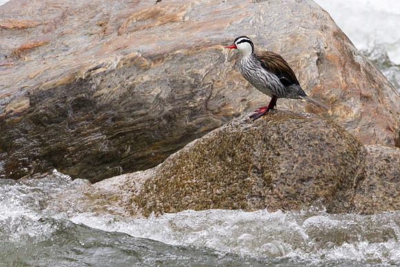 Torrent Duck (Merganetta armata)