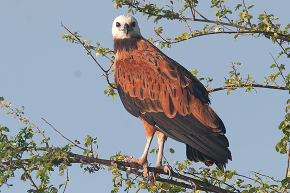 Black-collared Hawk (Busarellus nigricollis)