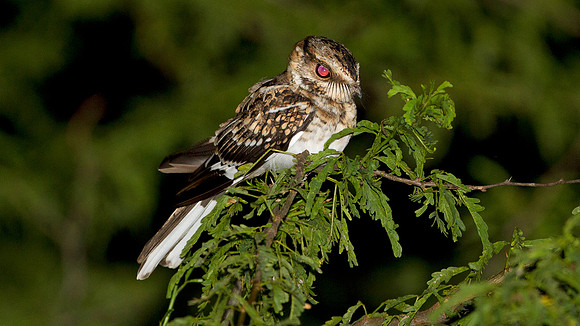 White-tailed Nightjar (Caprimulgus cayennensis)