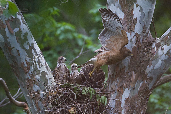 Red-shouldered Hawk (Buteo lineatus) adult and juvenile