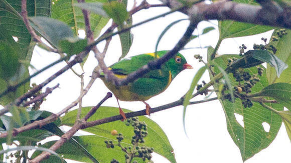 Yellow-collared Chlorophonia (Chlorophonia flavirostris)