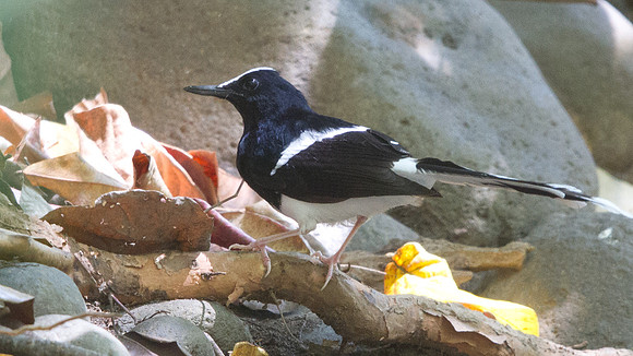 White-crowned forktail (Enicurus leschenaulti)