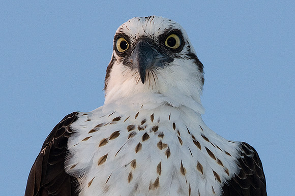 Osprey (Pandion haliaetus)