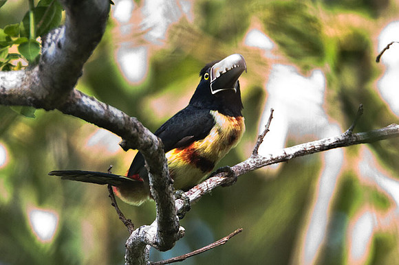 Collared Aracari (Pteroglossus torquatus)
