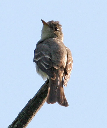 Eastern Wood-pewee (Contopus virens)