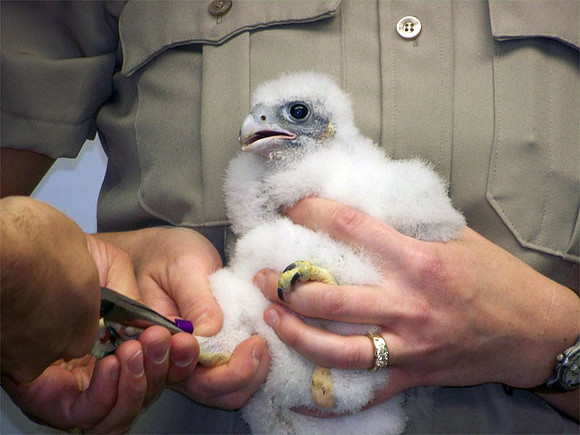 Peregrine Falcon (Falco peregrinus) chick