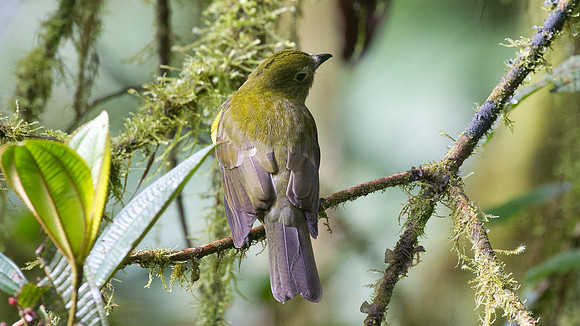 Olivaceous Piha (Snowornis cryptolophus)