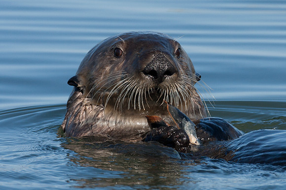 Sea Otter (Enhydra lutris)