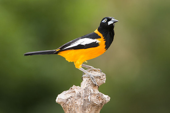 Venezuelan Troupial (Icteris icteris)