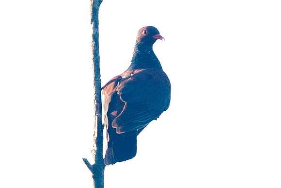 Scaled Pigeon (Patagioenas speciosa)