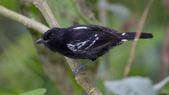 Variable Antshrike (Thamnophilus caerulescens)