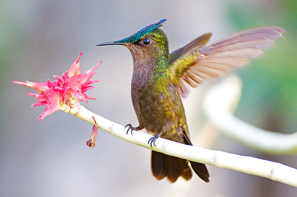 Antillean Crested Hummingbird (Orthorhyncus cristatus)
