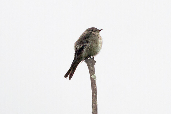 Eastern Wood Pewee (Contopus virens)
