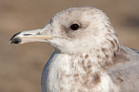 California Gull (Larus californicus) juvenile