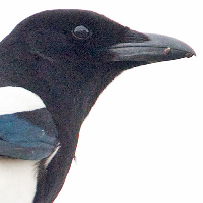 Black-billed Magpie (Pica hudsonia)