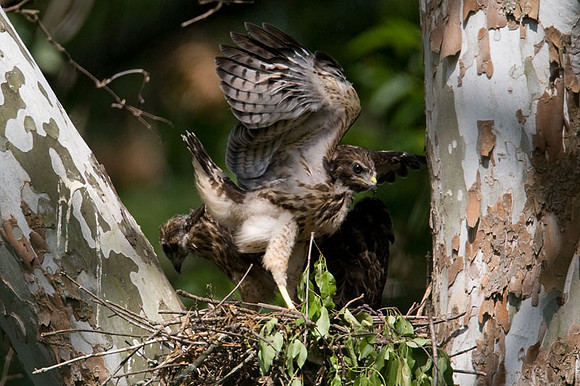 Red-shouldered Hawk (Buteo lineatus) juvenile
