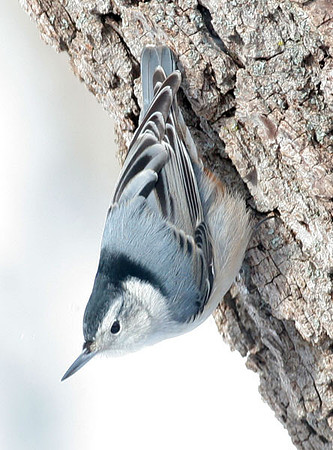 White-breasted Nuthatch (Sitta carolinensis)