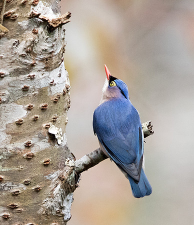 Velvet-fronted nuthatch (Sitta frontalis) Male